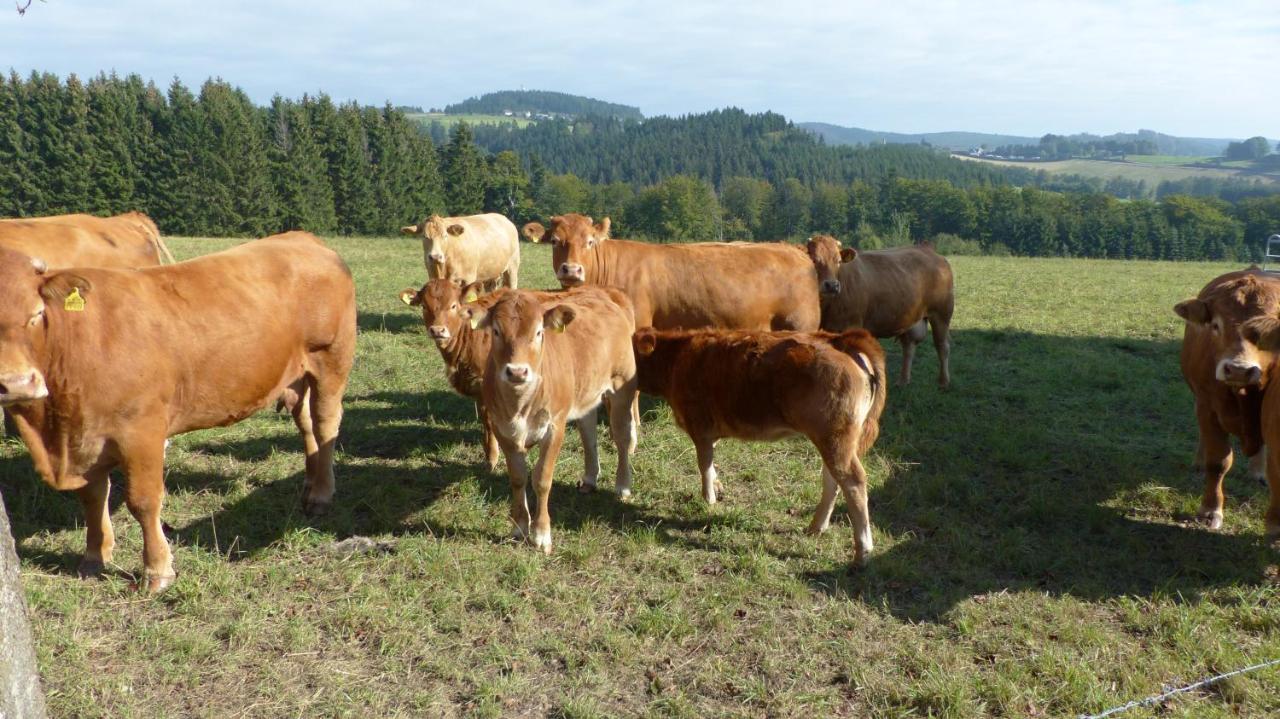 Aussichtsbauernhofpension Hof Gretchens วินเทอร์แบร์ก ภายนอก รูปภาพ